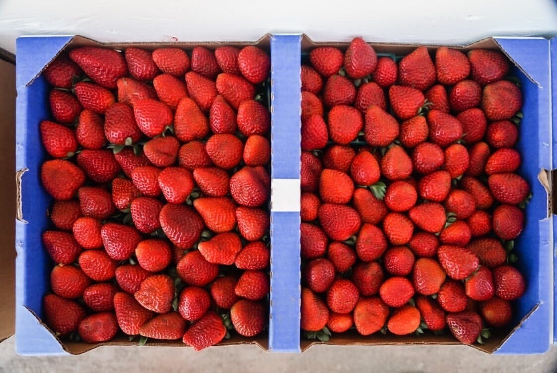 Strawberry Flat Carlsbad Grown