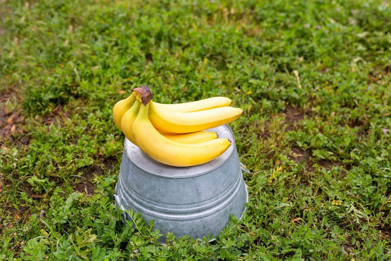 Bananas Fair Trade Organic/each