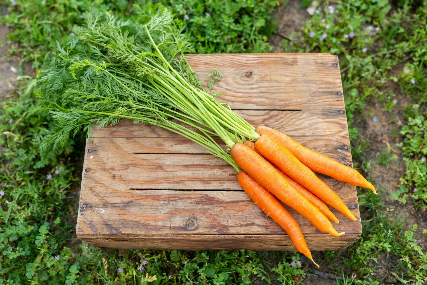 Carrots Nantes Organic/Bunch