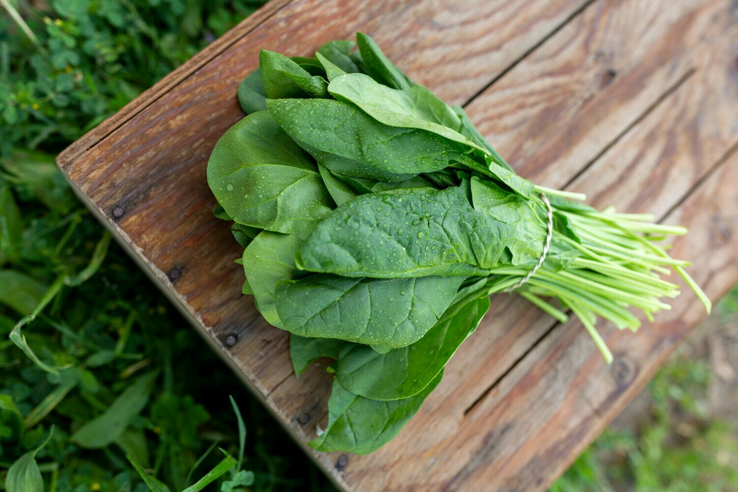 Spinach 6oz bag Organic