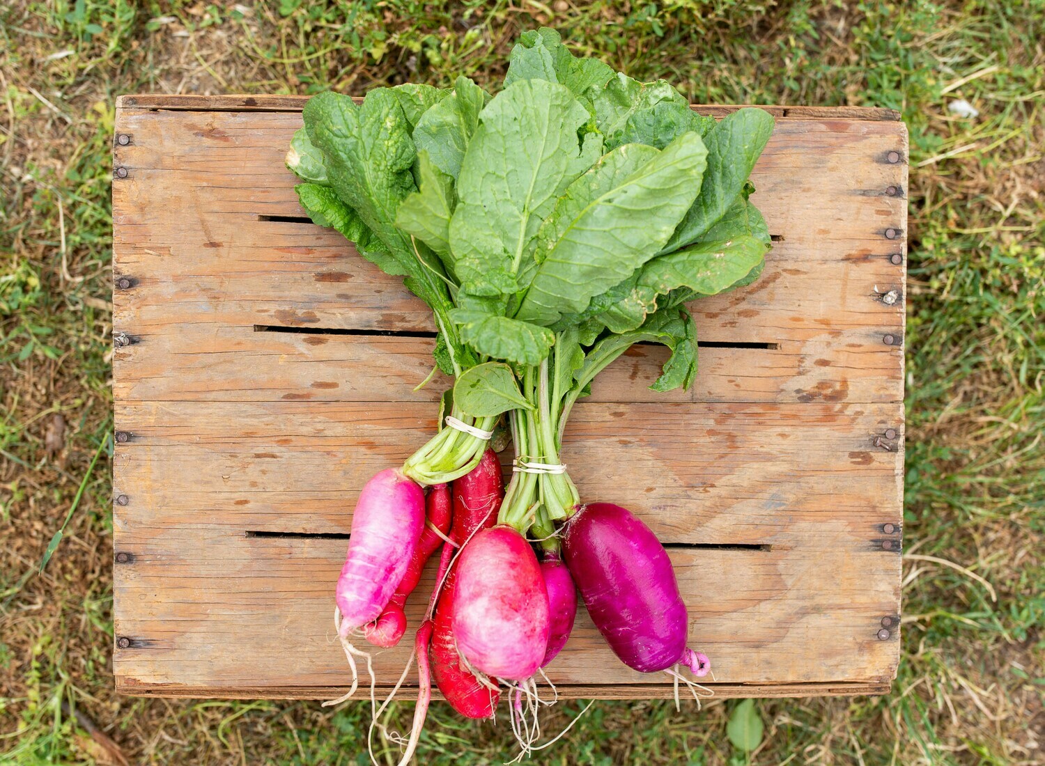 Radishes Organic/bunch