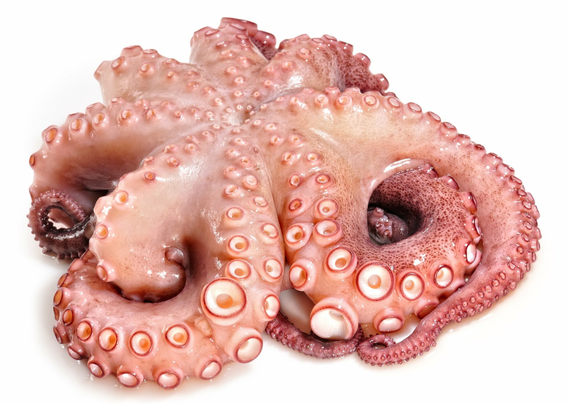 Calamari Pulpo calamari-pulpo