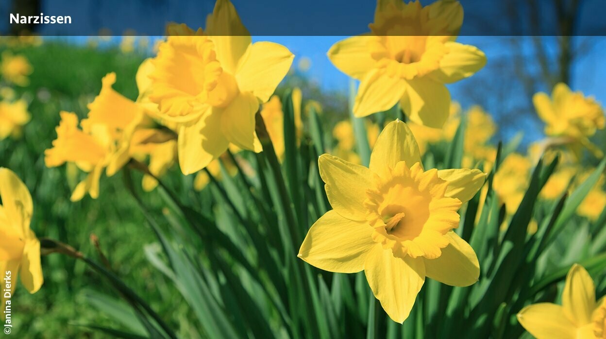 Narzissenbl&uuml;te in der Eifel