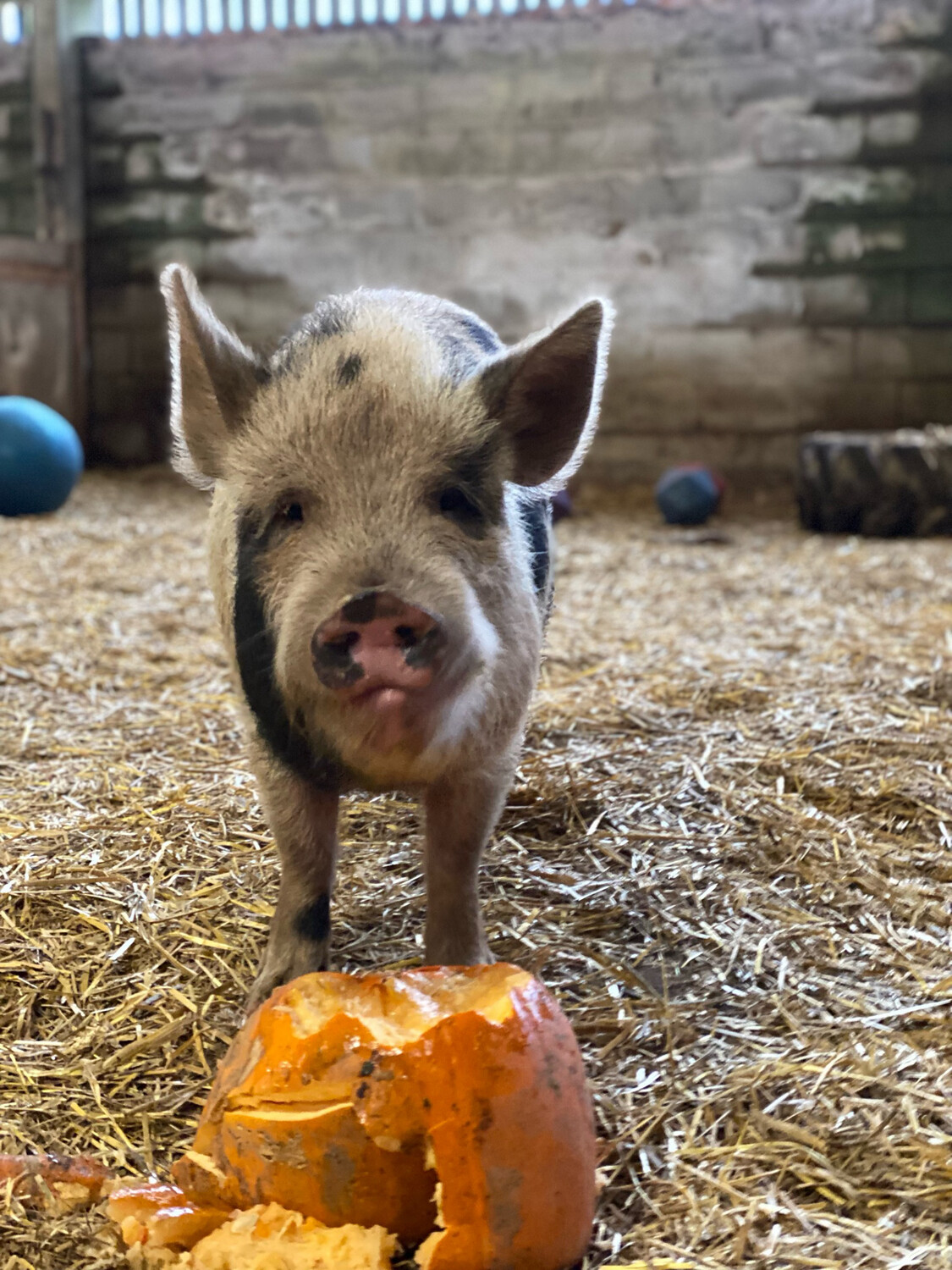Feed A Pig For A Week Shop Footprints Animal Sanctuary