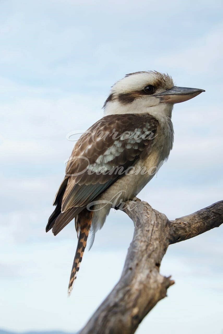 Kookaburra Diamond Painting