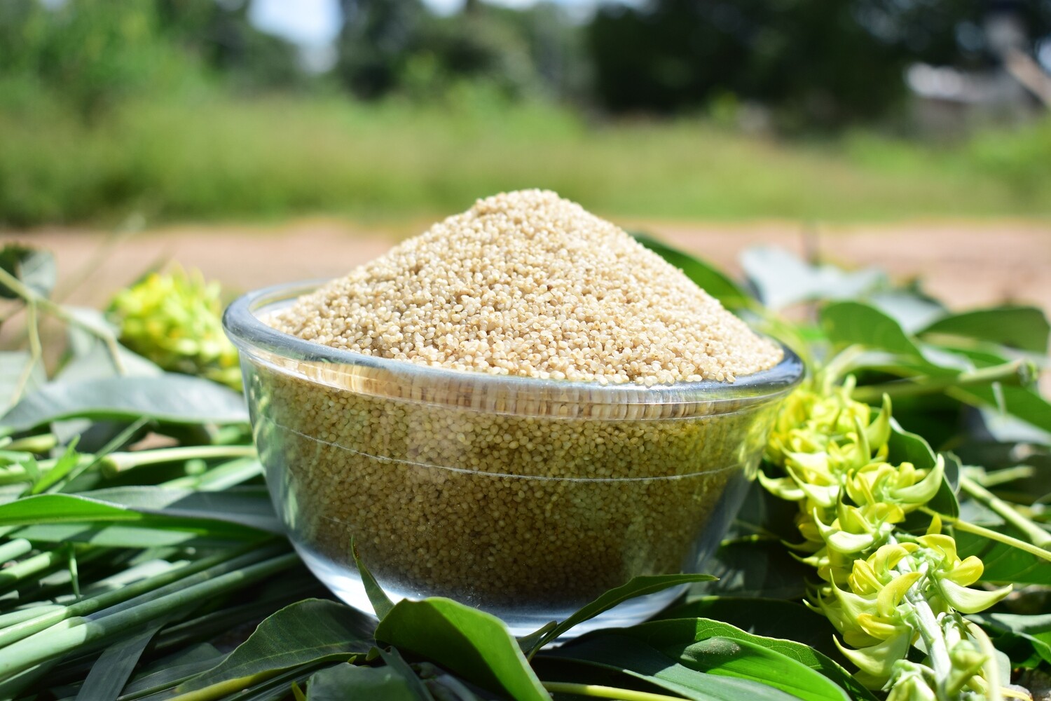 What Is Little Millet In Hindi