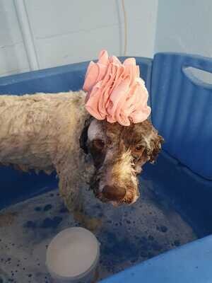 Shampoo
