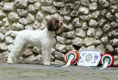 Hundeausstellung
