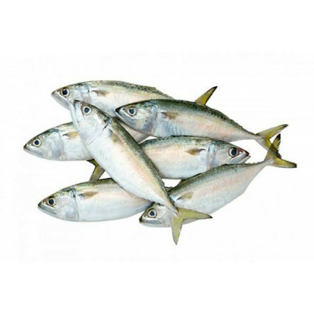 Baby mackerel (Ayala)