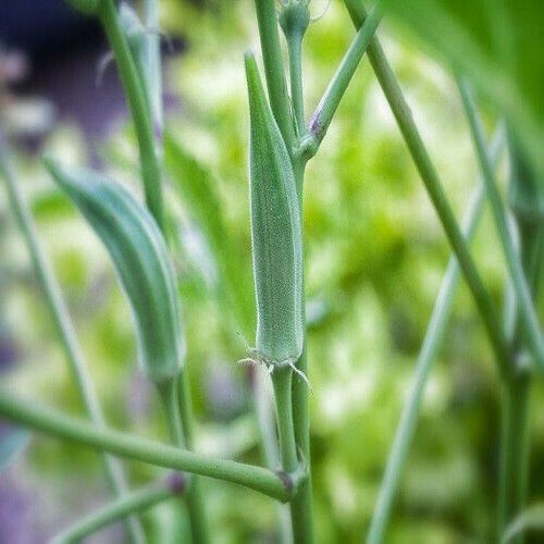 Essay on my favourite vegetable lady finger picture