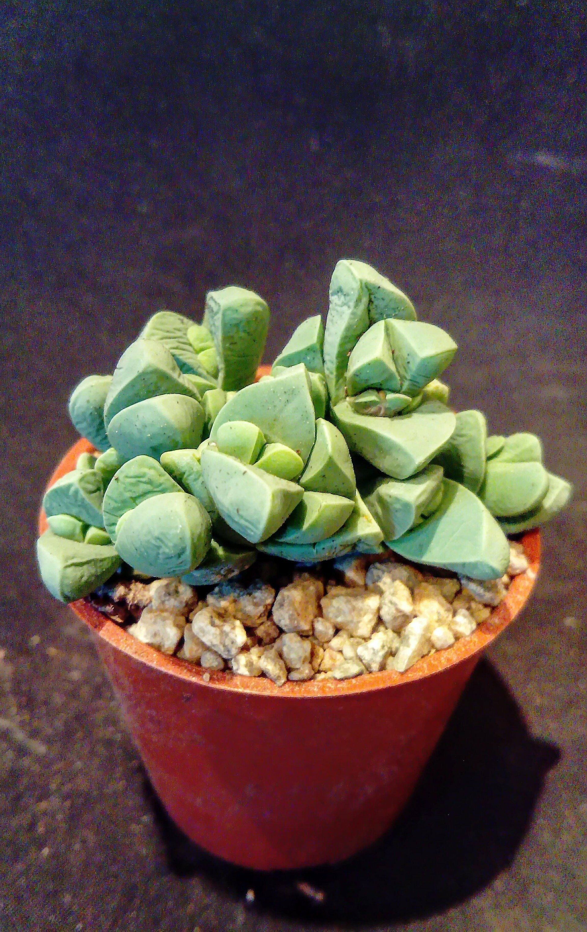 Mesembs,living stone plants