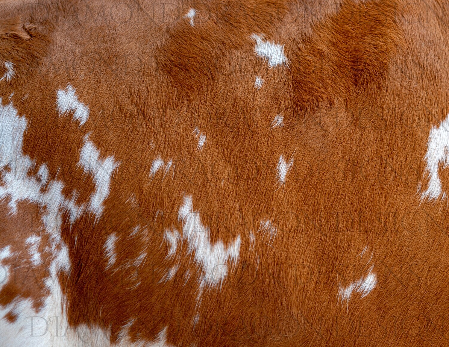 Full Page Brown Cow hide, Full Page Design Waterslide