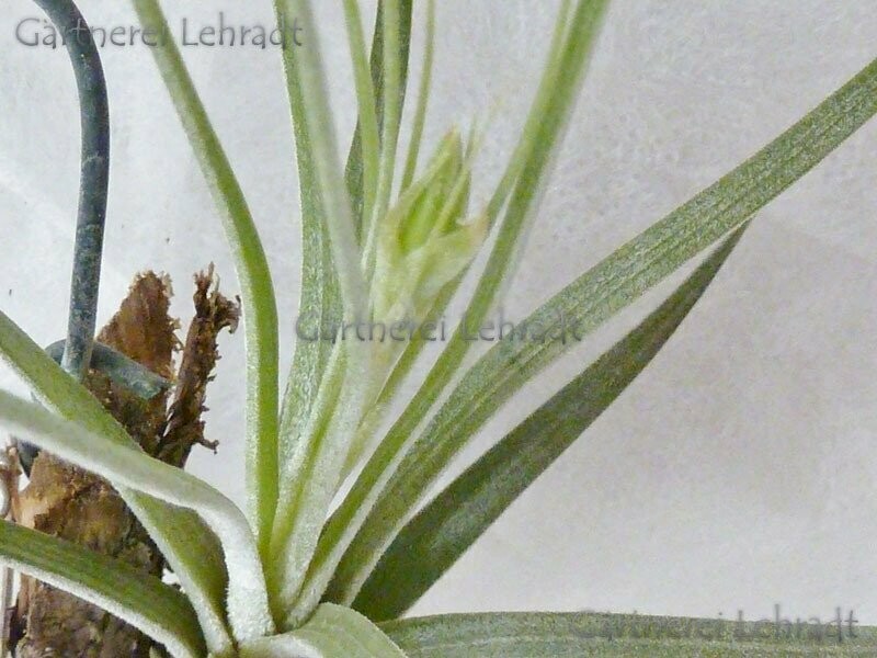 Tillandsia Tectorum – 1 Pflanze, Luftpflanze Für Terrarien & Dekoration – Einfach Zu Pflegen