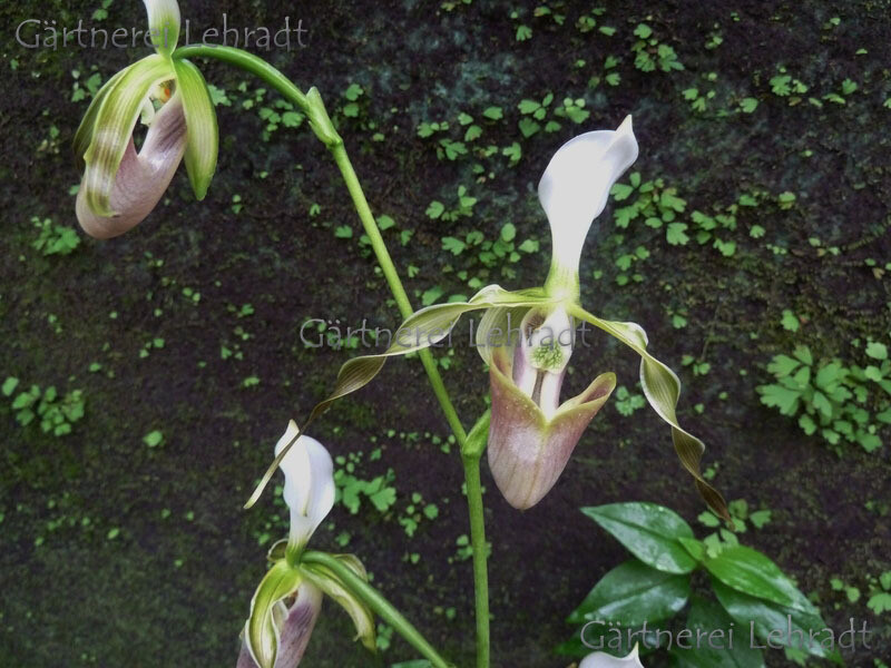 Paphiopedilum parishii