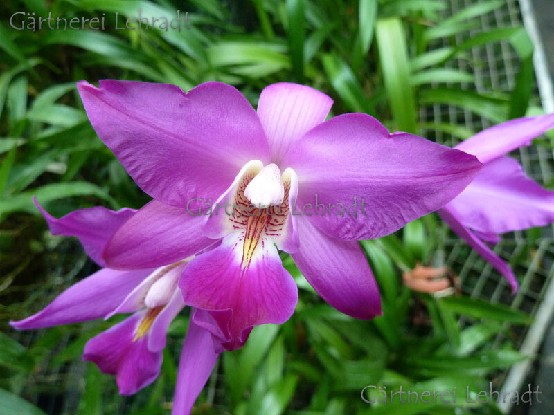 Laelia gouldiana