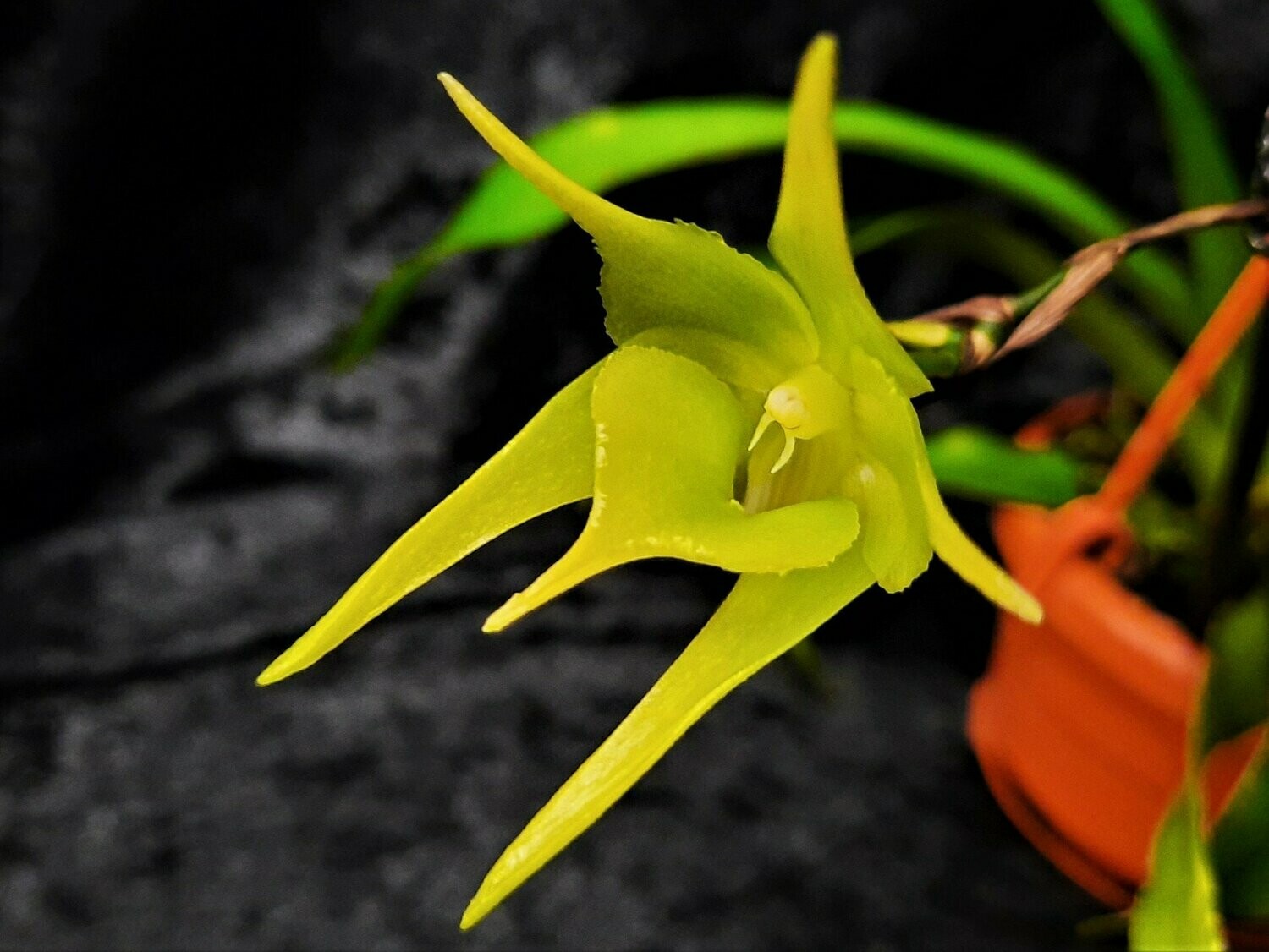 Aeranthes grandiflora