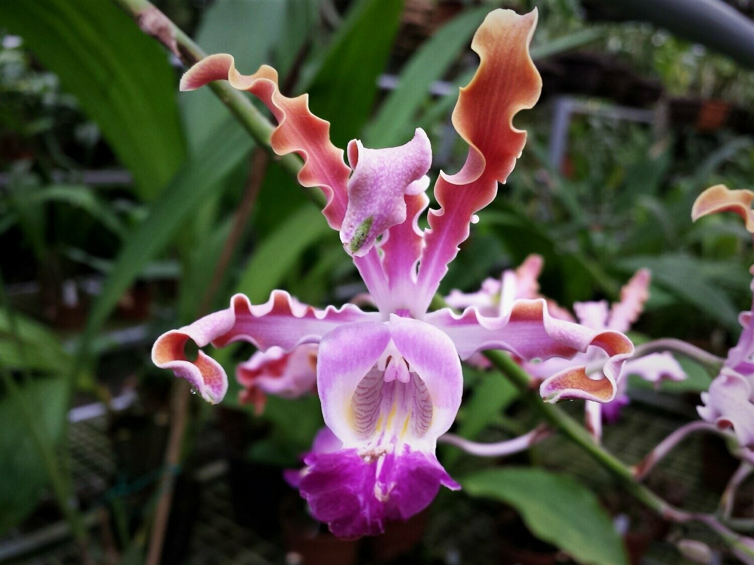 Schomburgkia thomsoniana