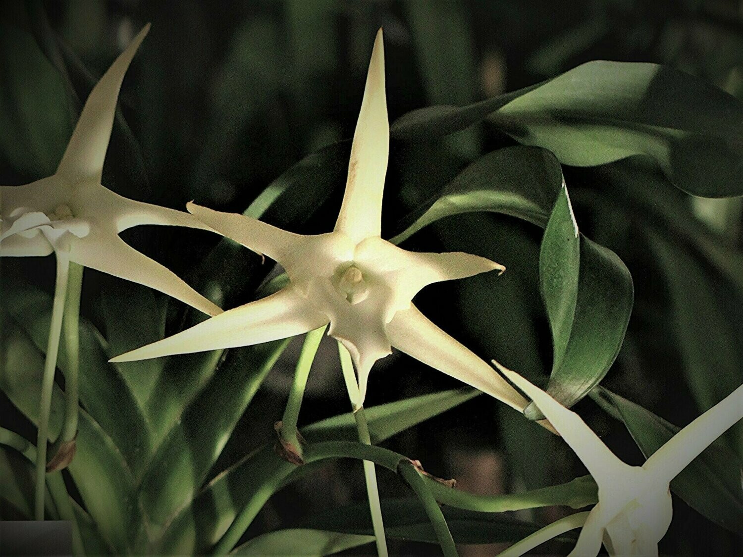 Angraecum sesquipedale