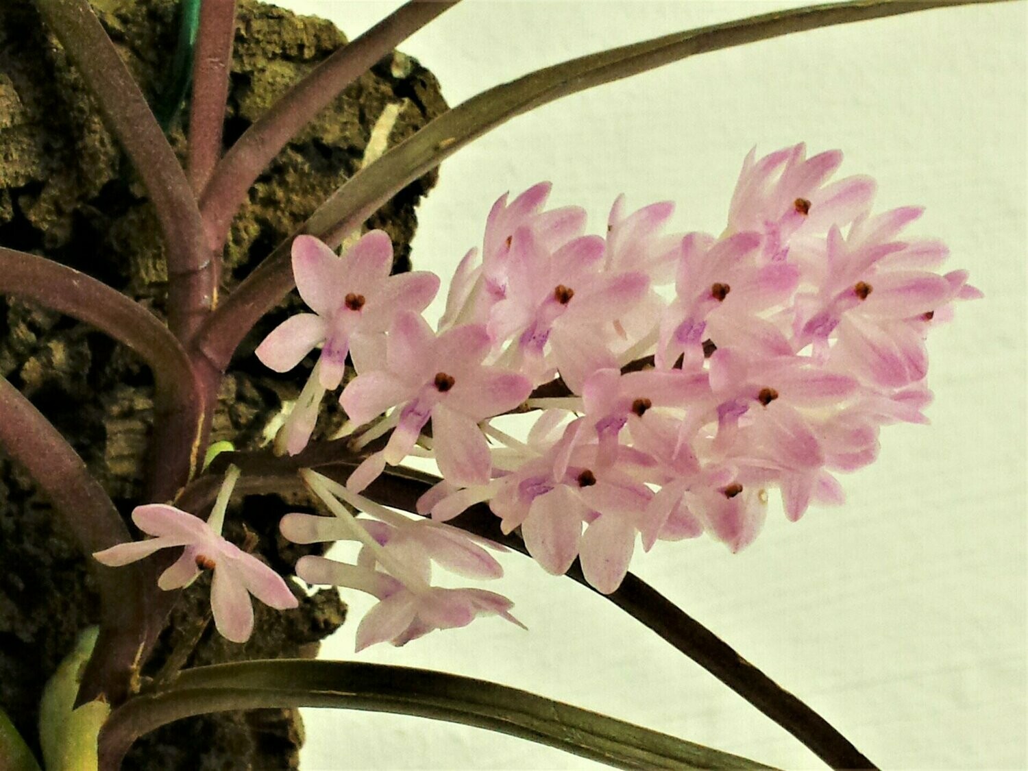 Ascocentrum christensonianum