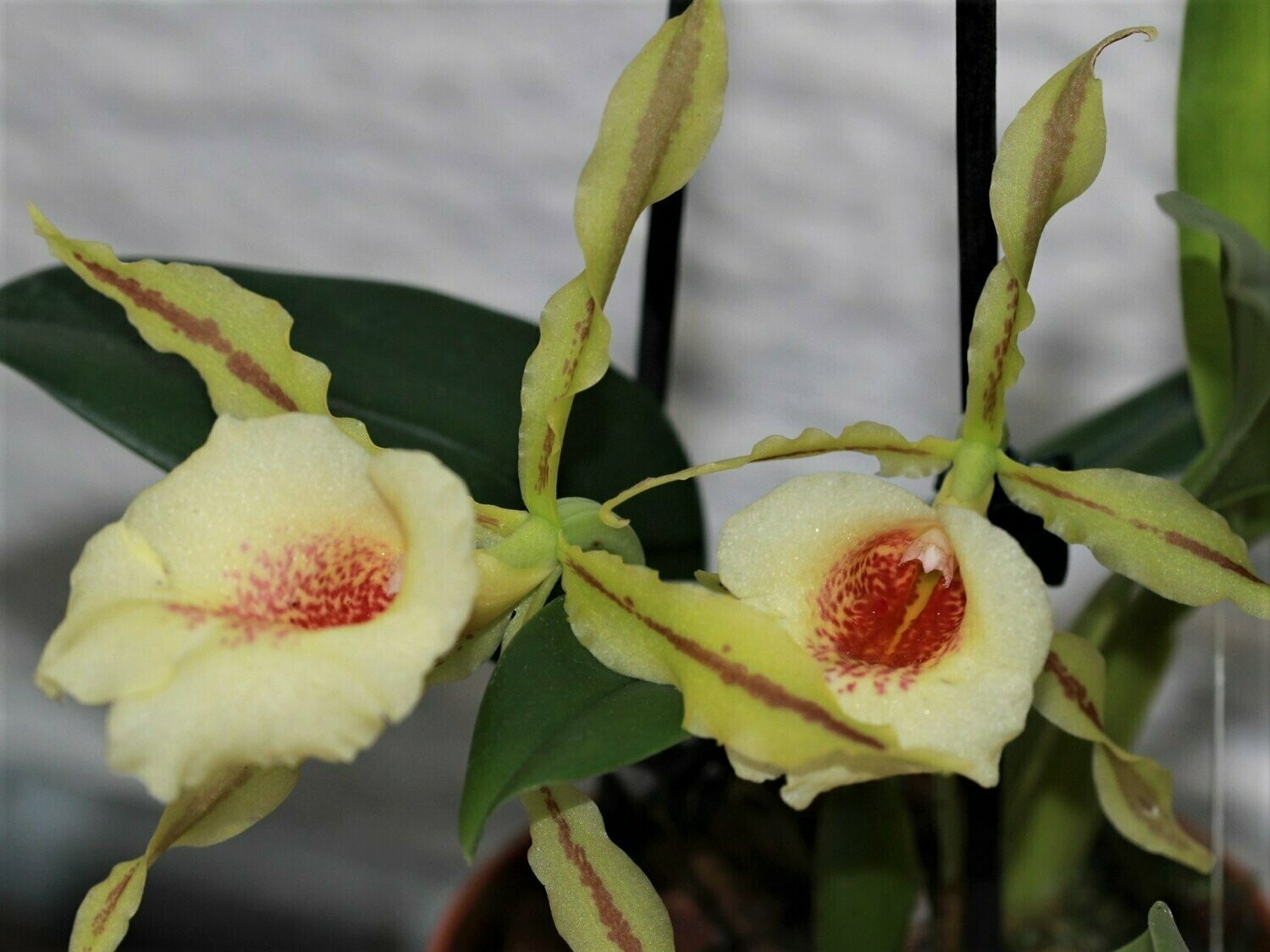 Trichopilia tortilis