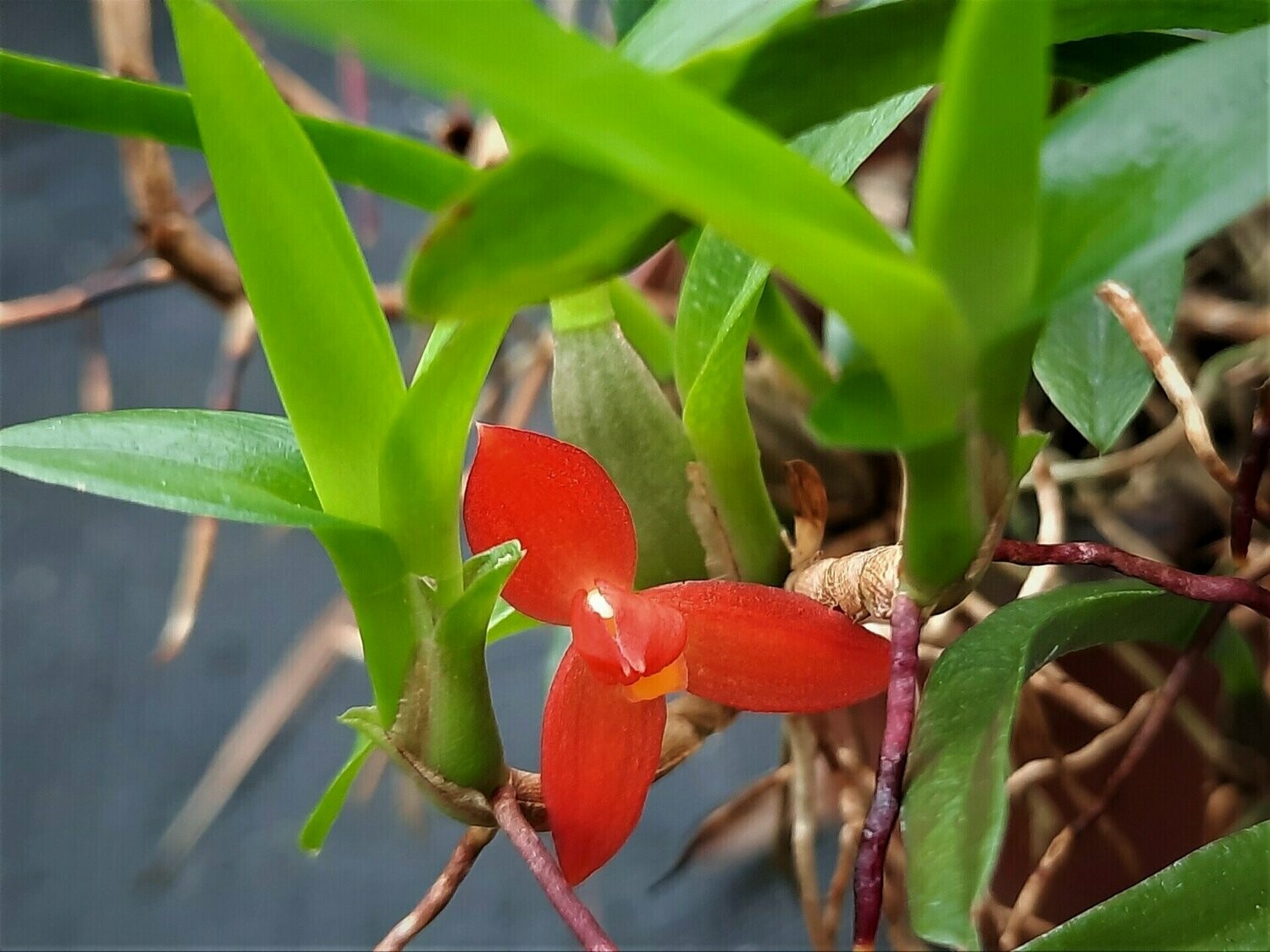 Maxillaria sophronitis