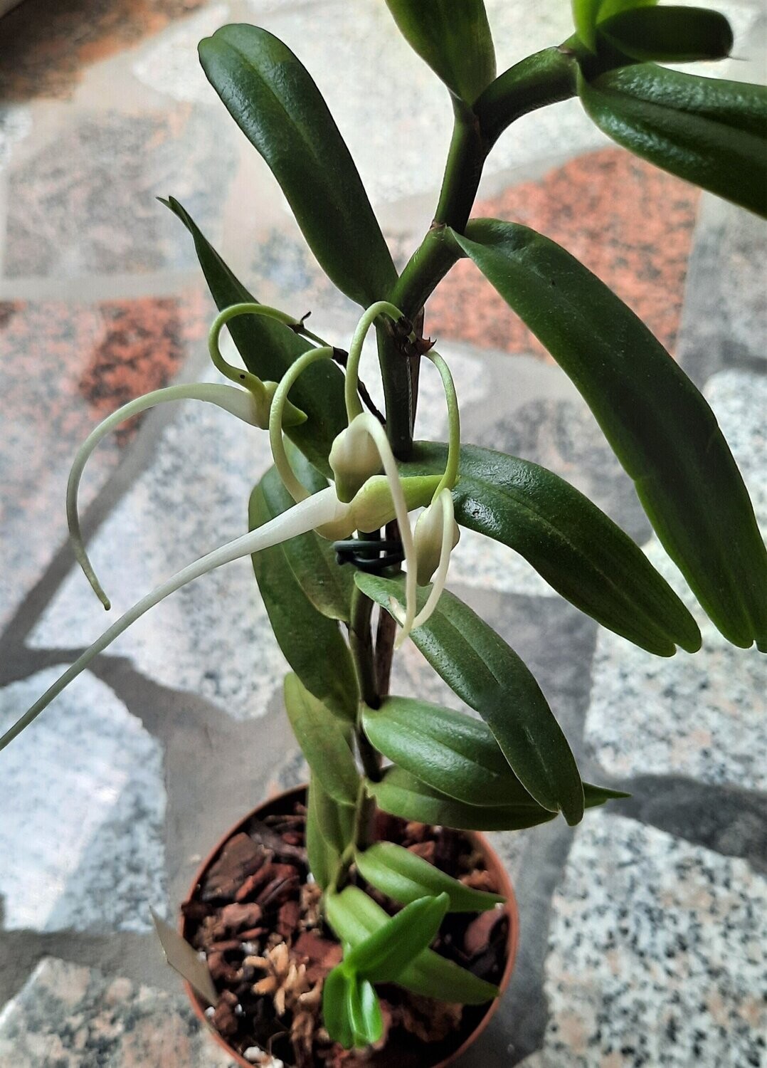 Angraecum florulentum