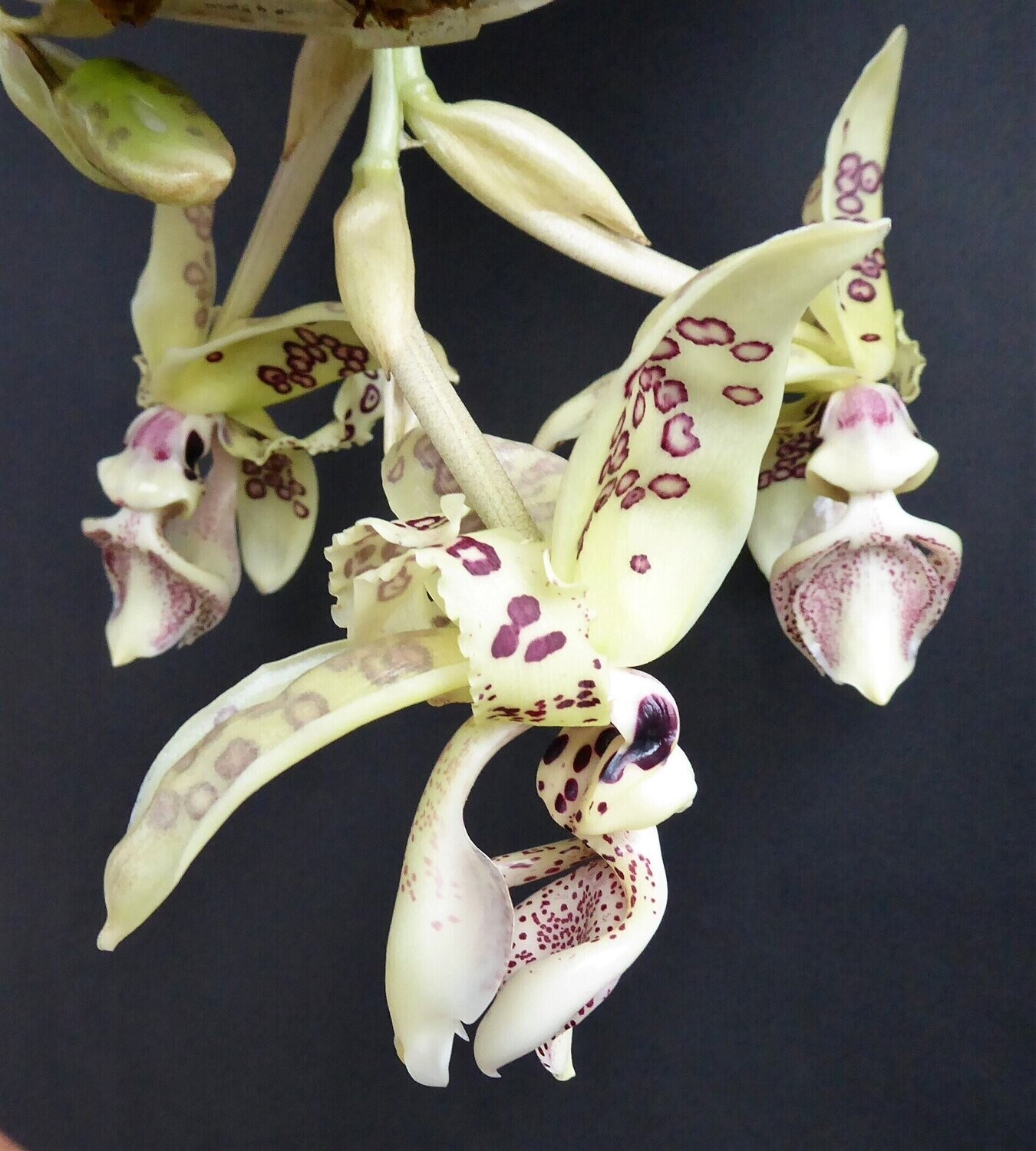 stanhopea-costaricensis