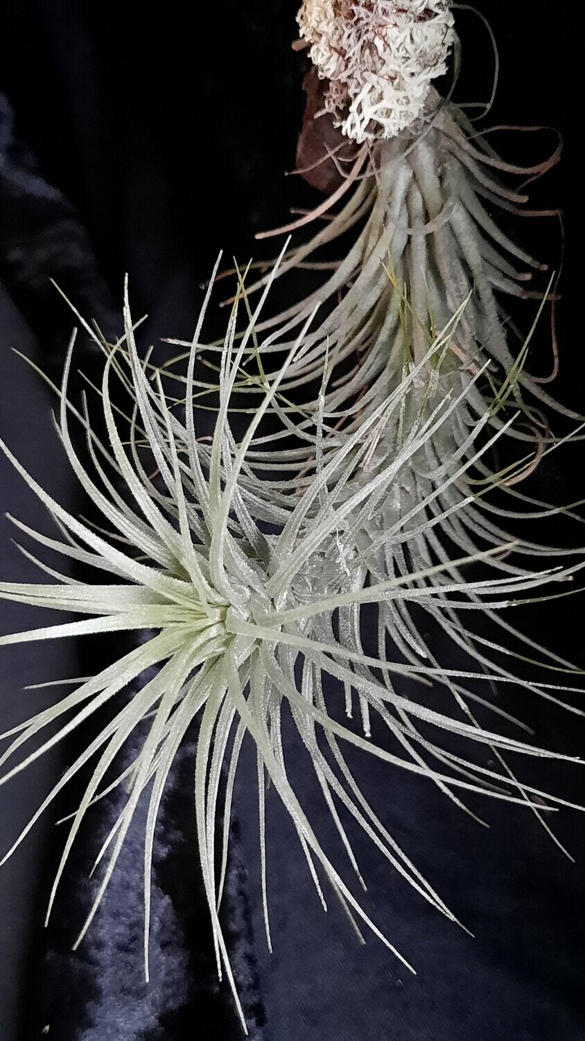 Tillandsia heteromorpha