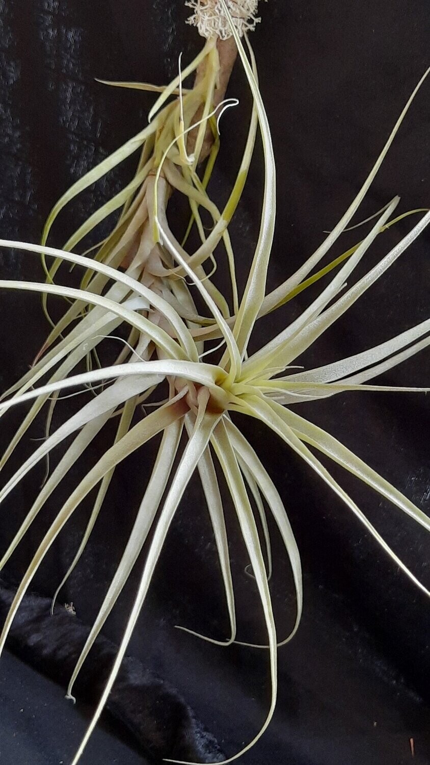 Tillandsia Tectorum – 1 Pflanze, Luftpflanze Für Terrarien & Dekoration – Einfach Zu Pflegen