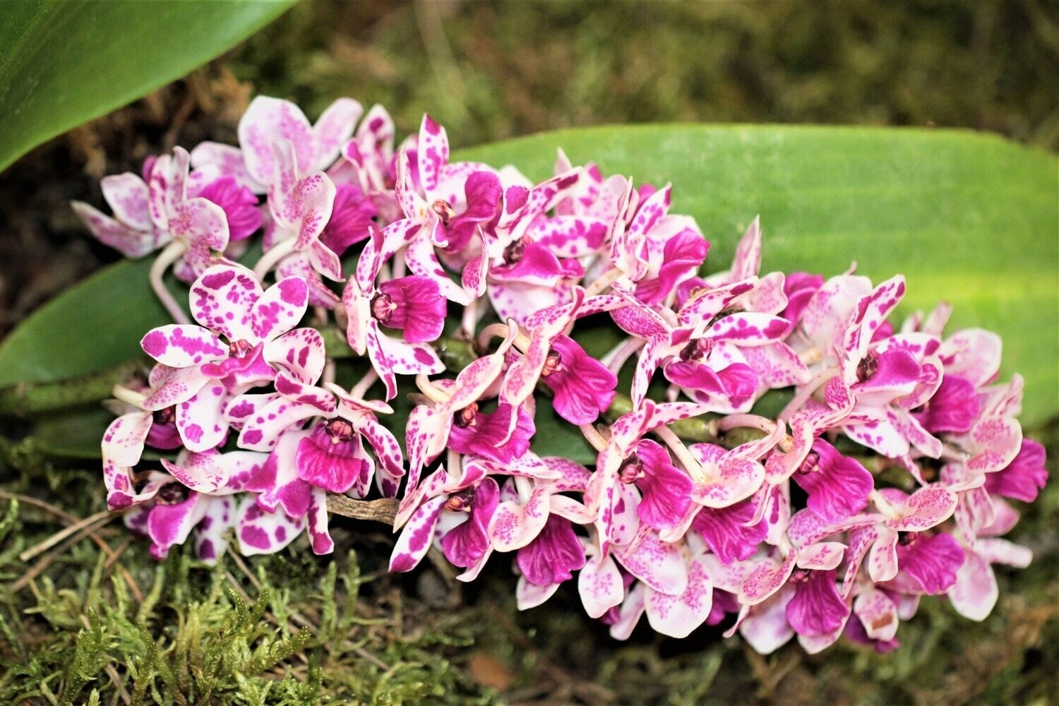 Rhynchostylis gigantea 'spots'