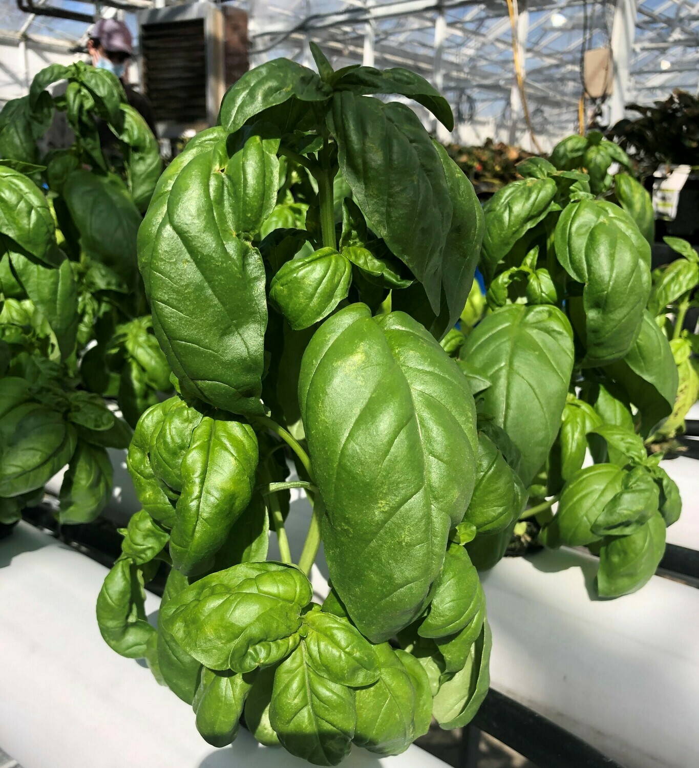 Aquaponic Basil, Edible Whole Plant