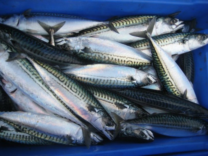 Mackerel Sets & Kits