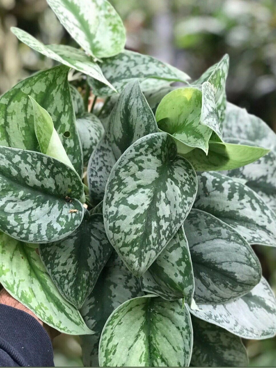 Silver Pothos Light Pothos Plant
