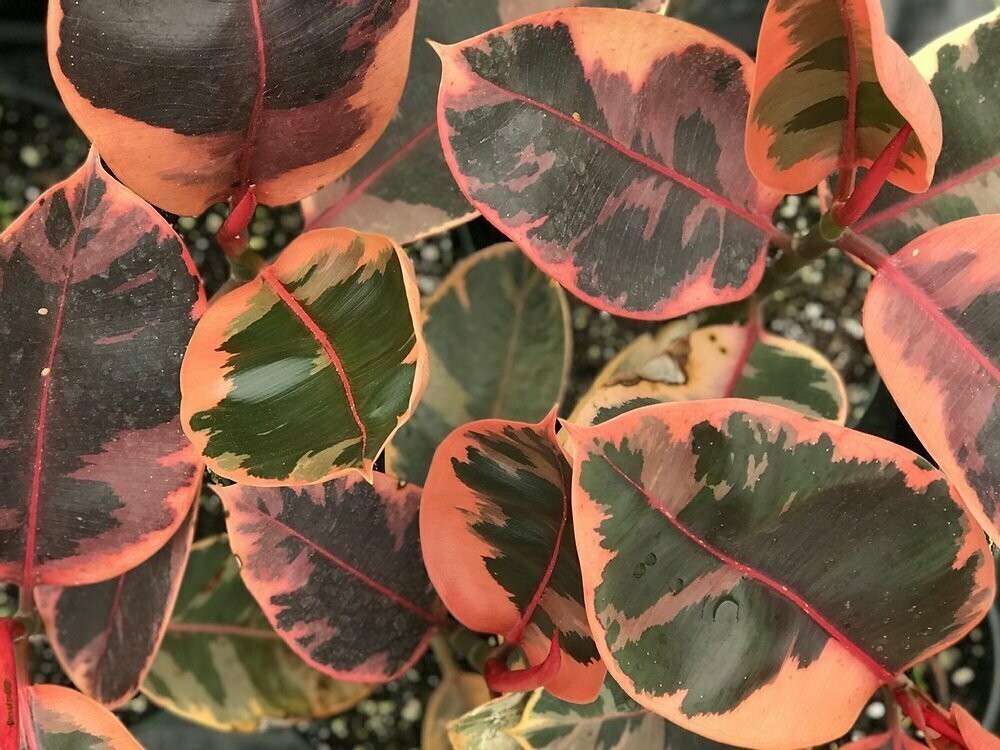 Ficus ‘ruby’