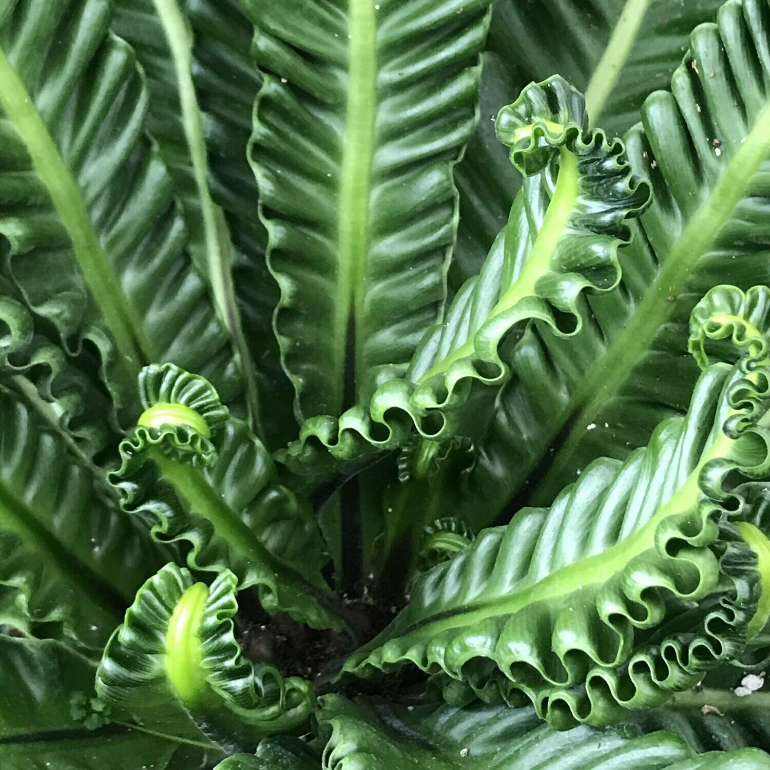 Crispy wave birds nest fern