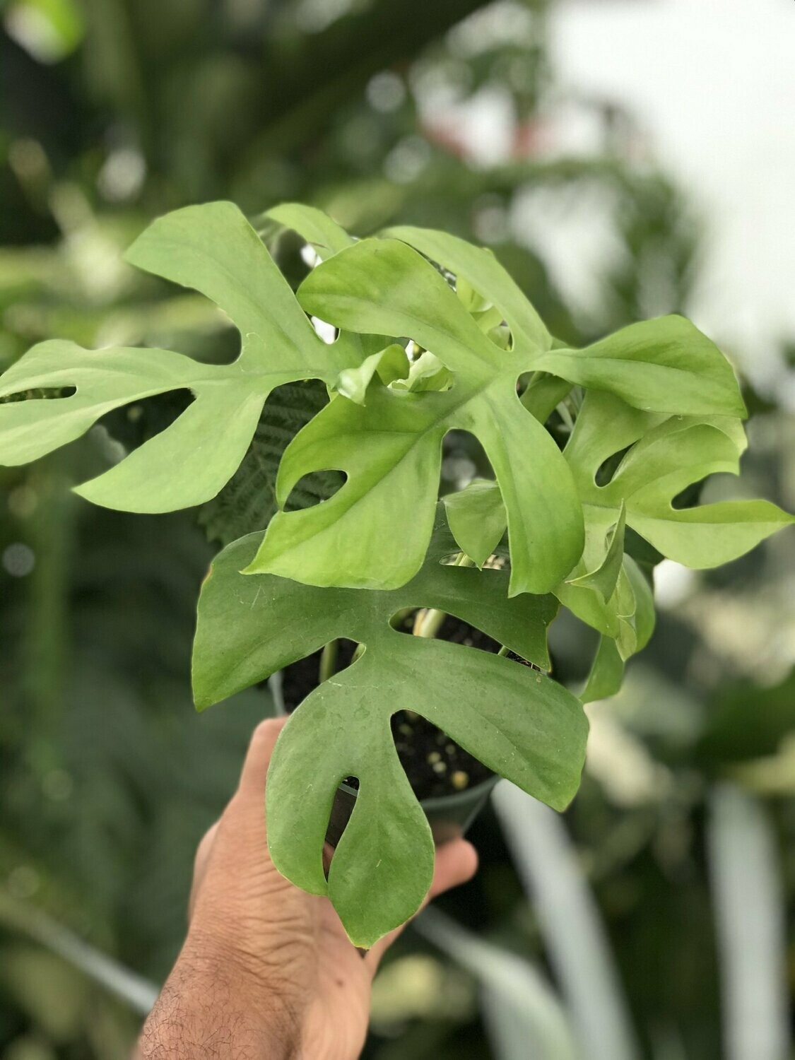 rhaphidophora tetrasperma moss pole