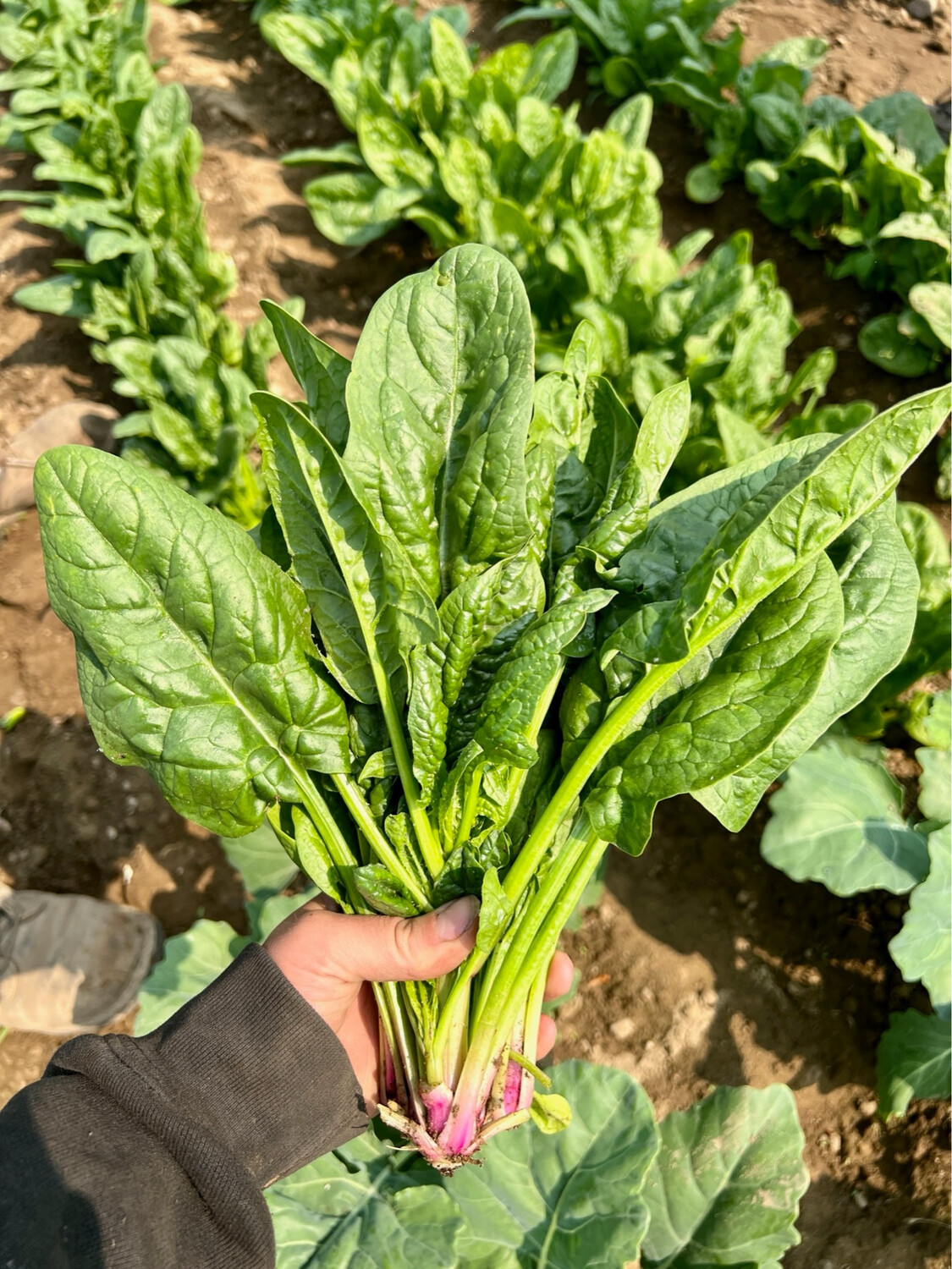 Spinach Tangerini's Own Bunched