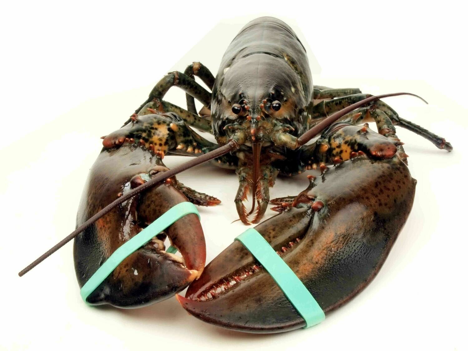Live Maine Lobster