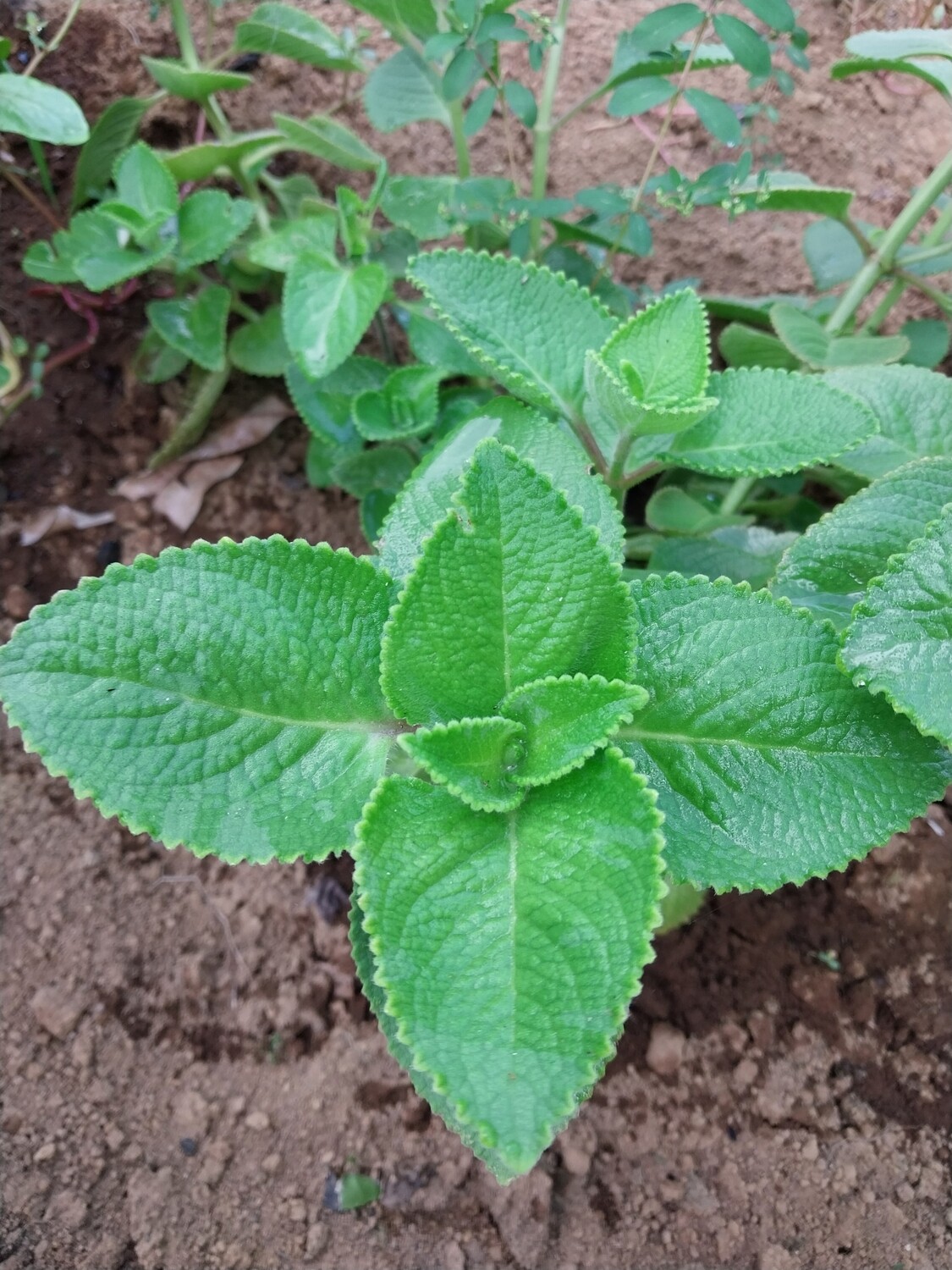 Cuban Oregano cuban-oregano