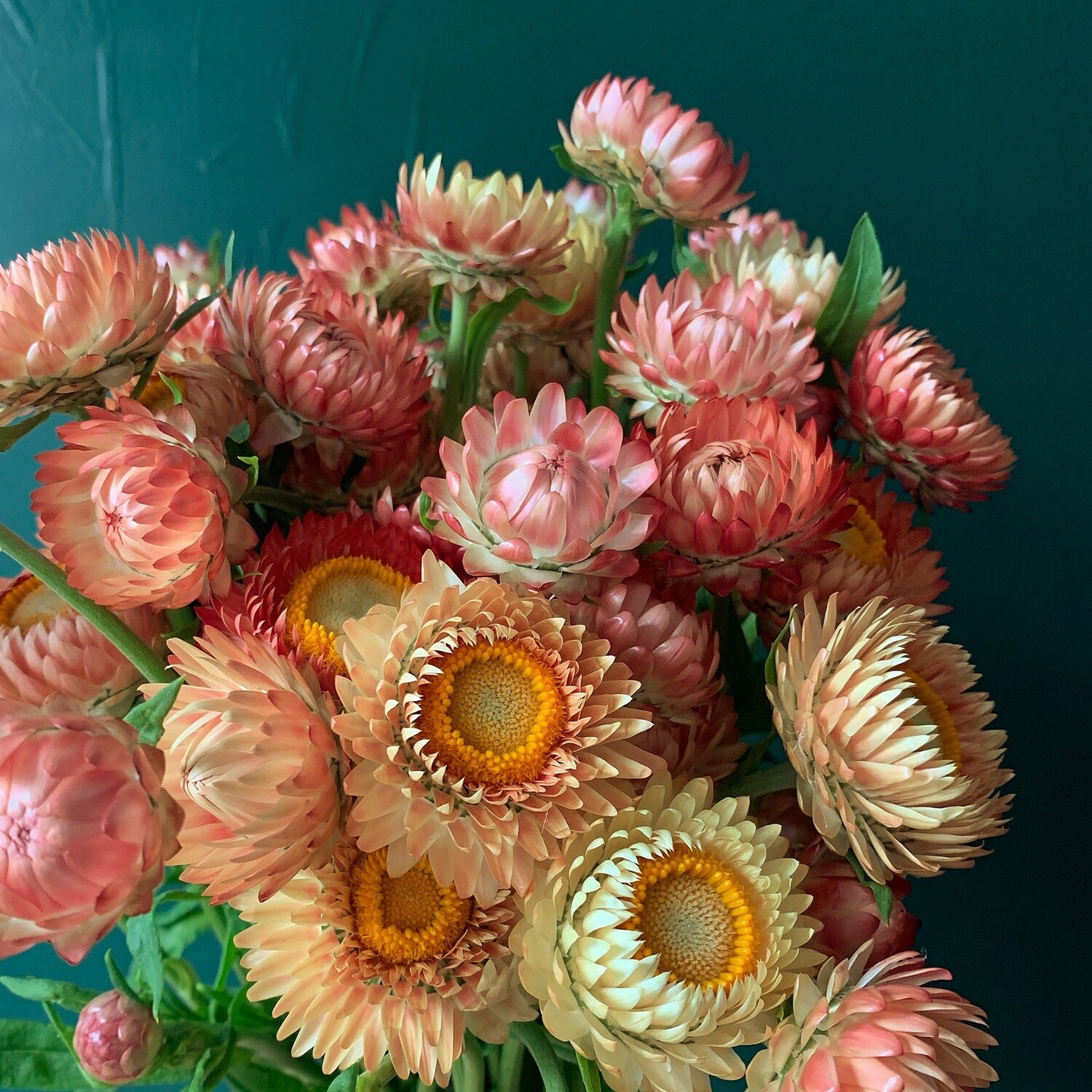 Apricot Mix Strawflower Seeds Store