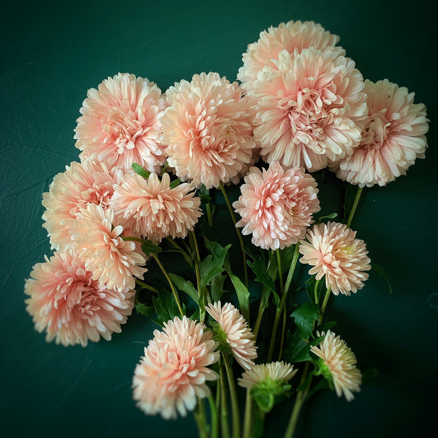 King Apricot Aster Seeds Store