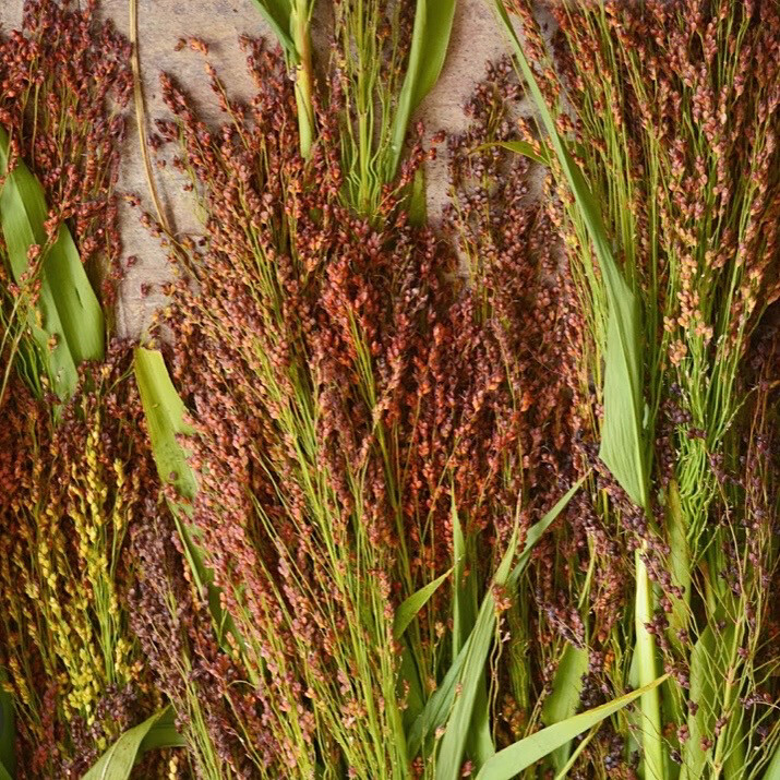 Broom Corn Seed Store