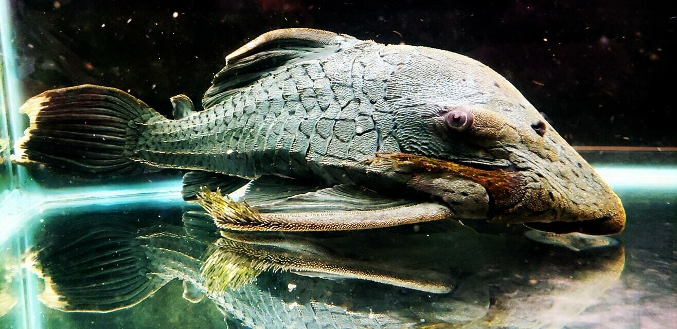 to Jason's Plecos & Cichlids LLC