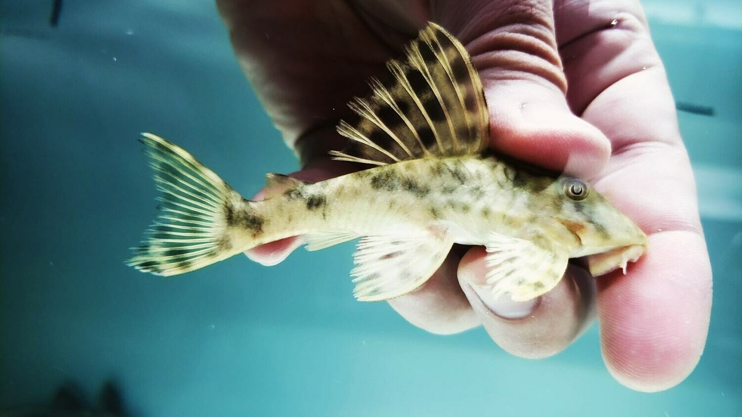 Peckoltia oligospila L006 (Brown Dot Peckoltia)