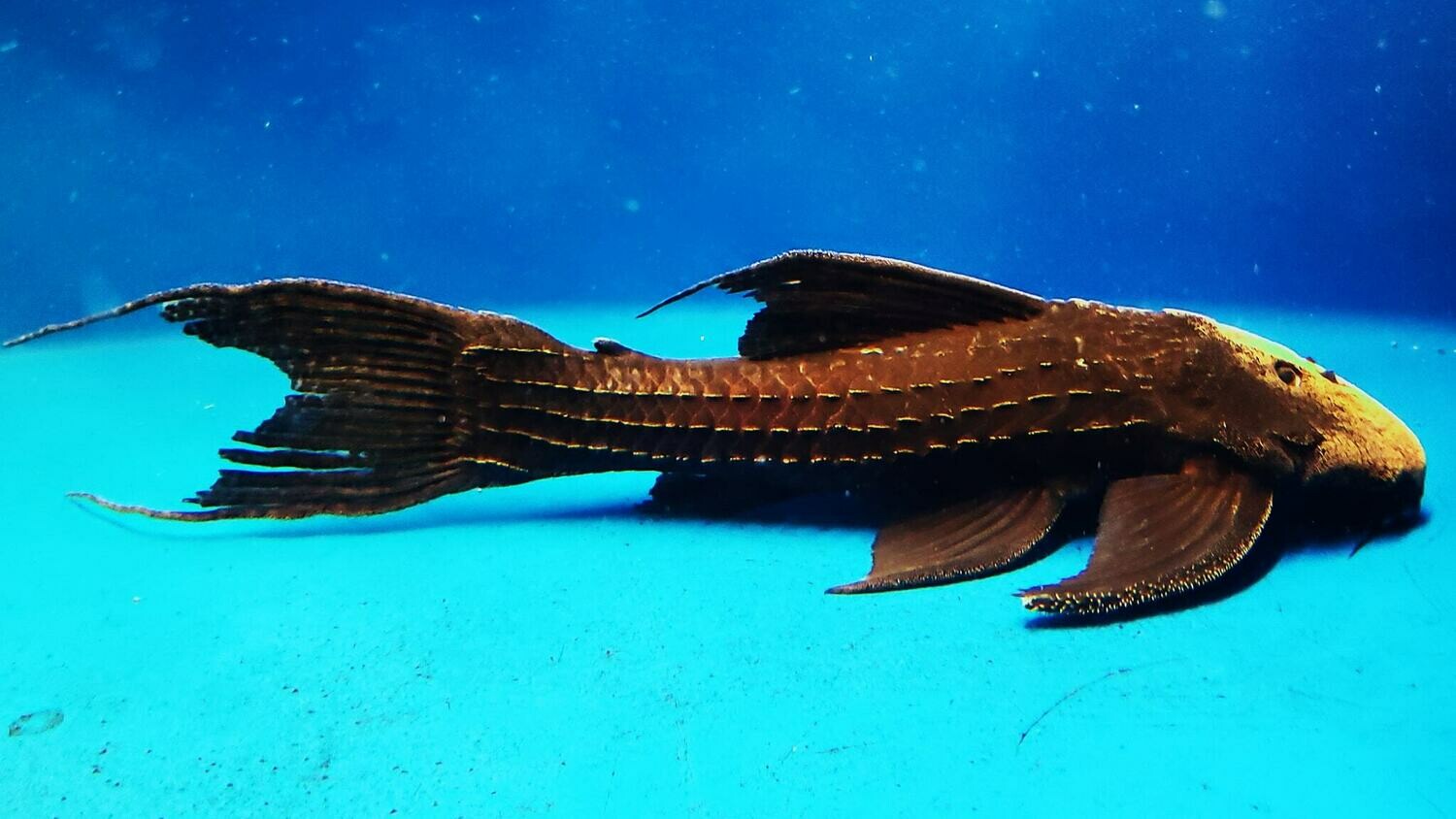 to Jason's Plecos & Cichlids LLC