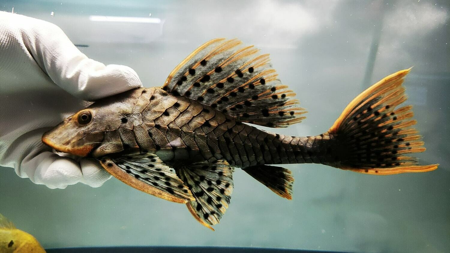 Pseudorinelepis sp. - L095 Orange Cheek Pinecone Pleco