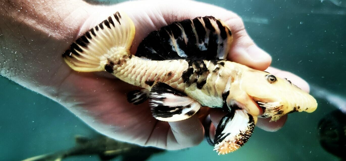 Parancistrus aurantiacus (Chubby Pleco)