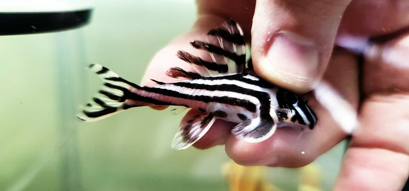 Hypancistrus zebra L046 (Zebra Pleco)