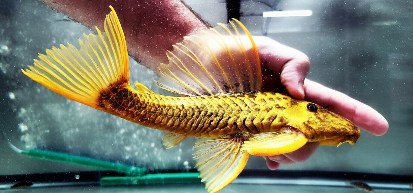 Hypostomus luteus Phase III (Golden Sailfin Pleco)