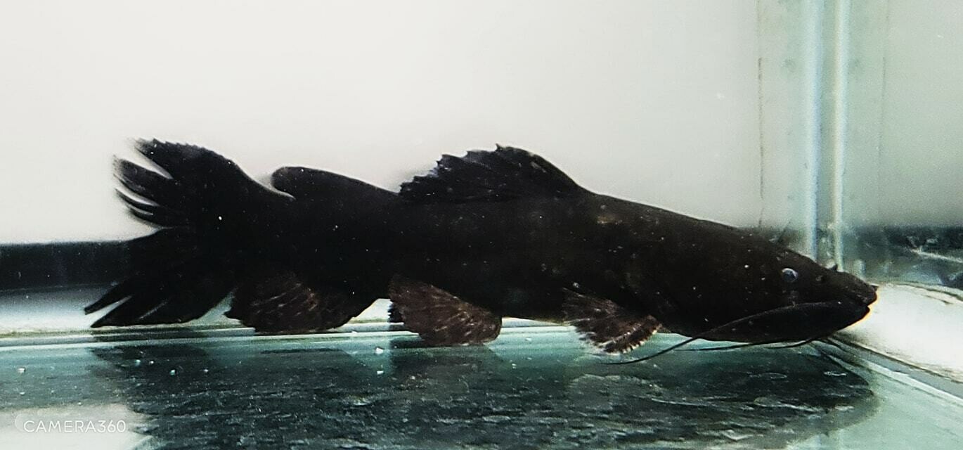 Cephalosilurus apurensis (Apure Jelly Catfish)